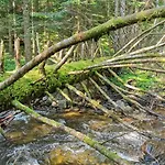 Rogla Lukanja 1 *