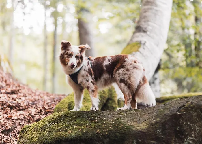 Appartement Rogla Lukanja 1 *