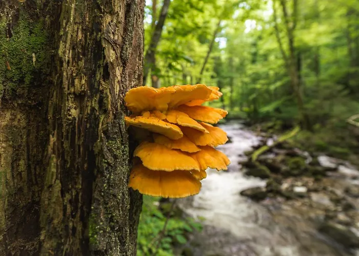 Rogla Lukanja 1 * Oplotnica