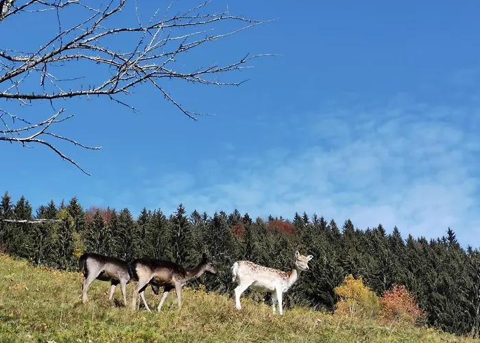 Appartement Rogla Lukanja 1