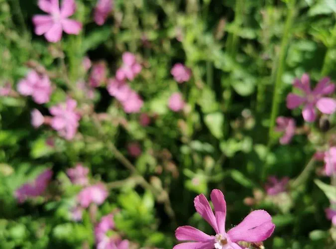 شقة Rogla Lukanja 1 Oplotnica