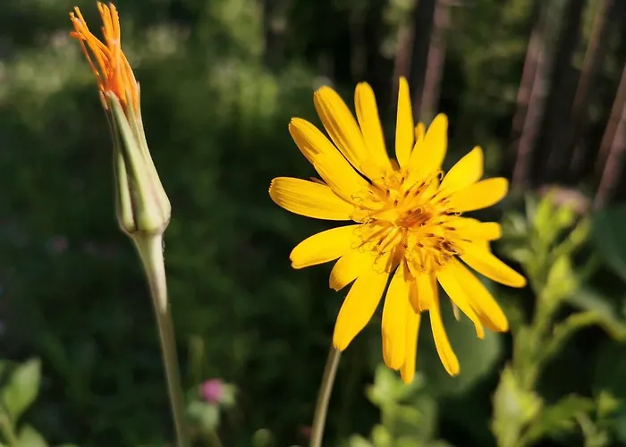 Rogla Lukanja 1 Appartement Oplotnica